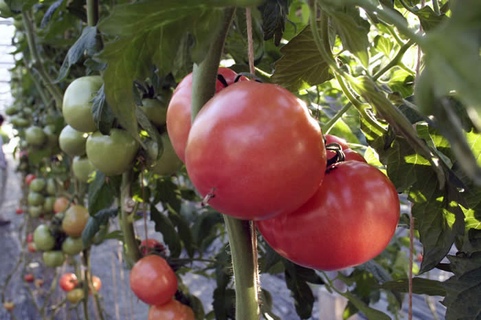 収穫前の越冬トマト