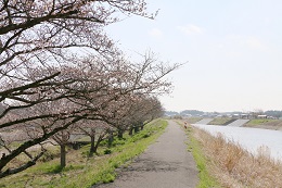 田川さくら堤 03.24 (2)