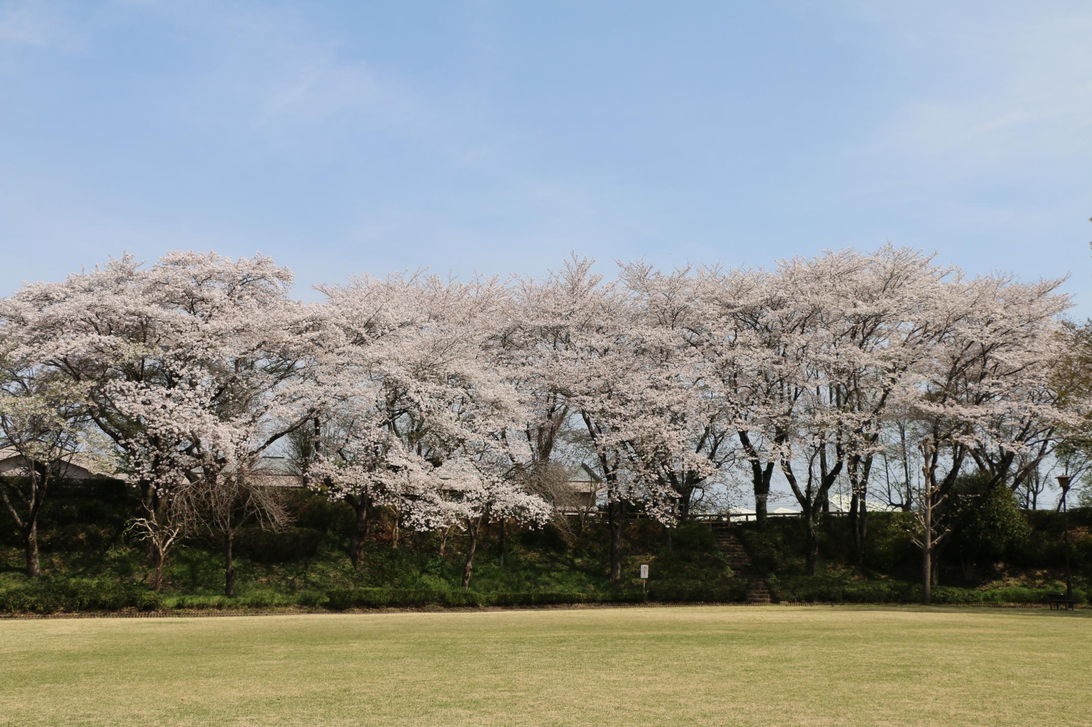 城址公園桜