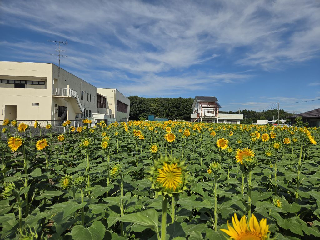 sunflower12
