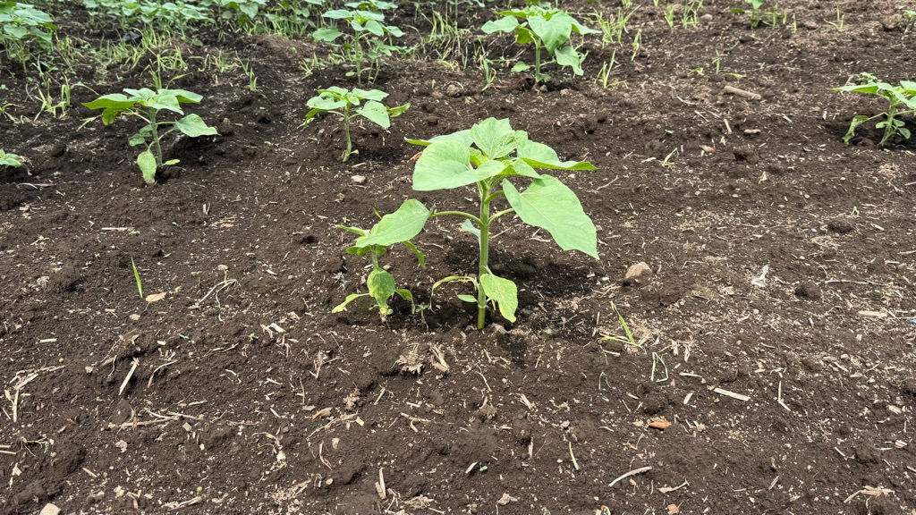 photo_20260724-011836