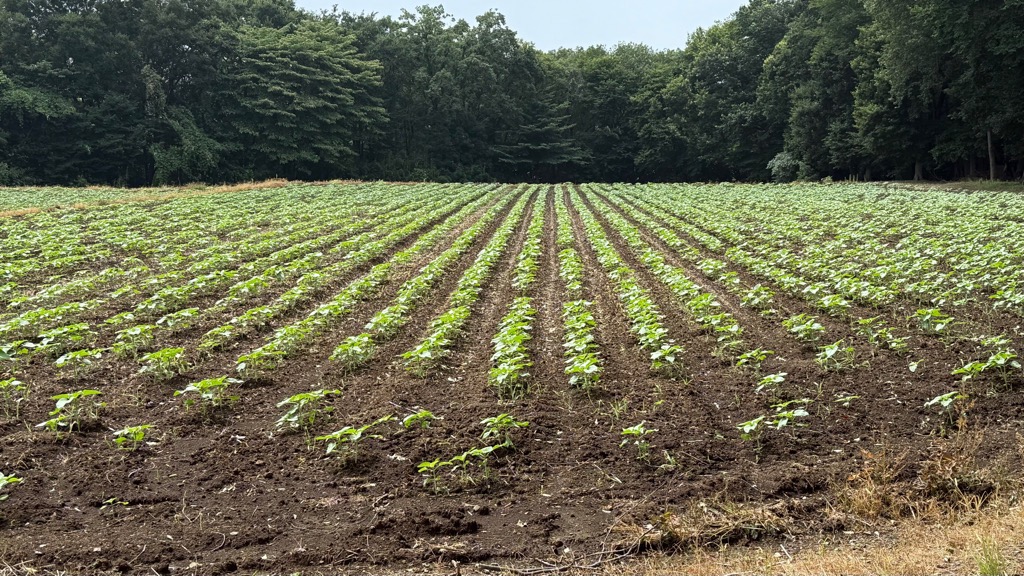 photo_20260724-011836_2