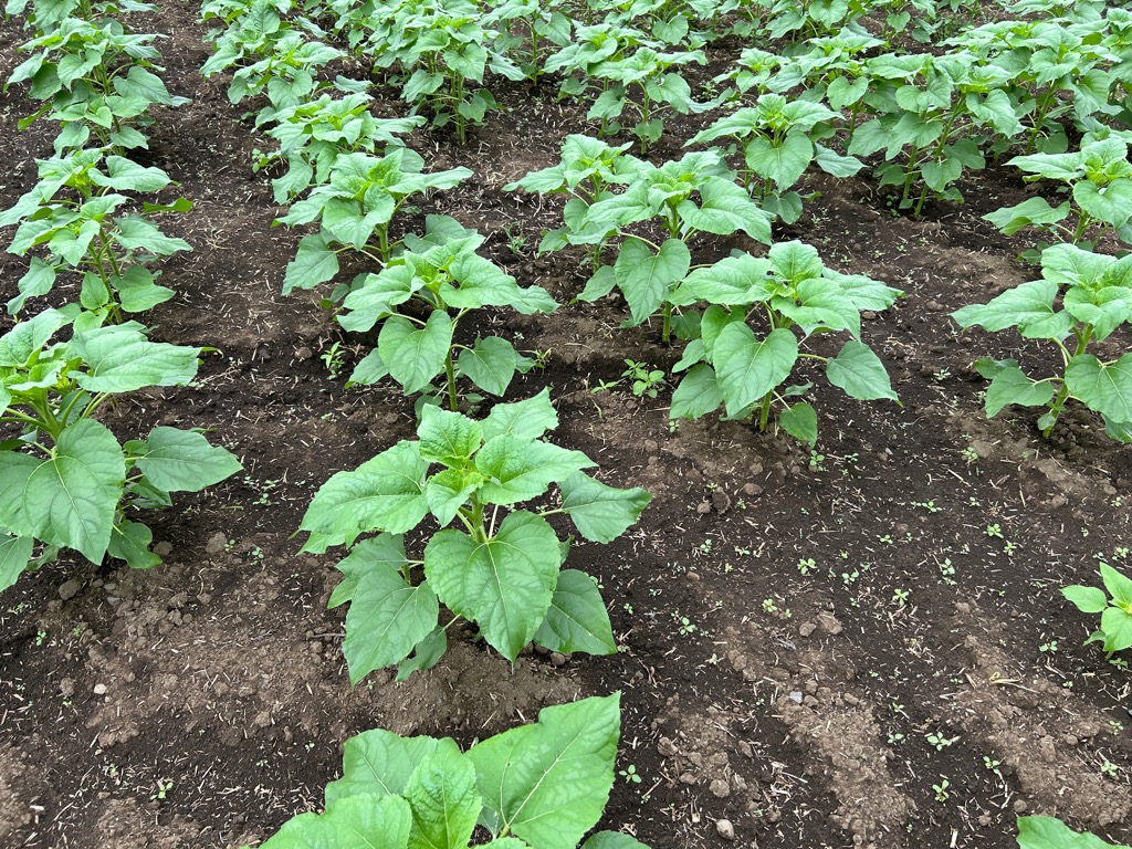 photo_20260731-092606_3